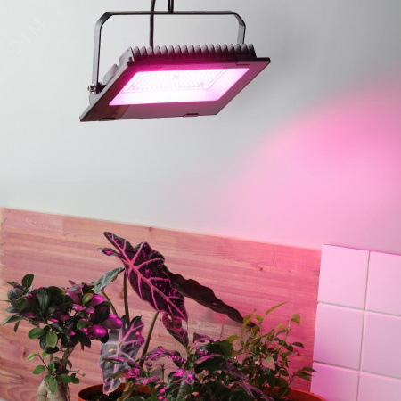 Прожектор красно-синего спектра FITO-100W-RB-LED