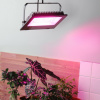 Прожектор красно-синего спектра FITO-100W-RB-LED